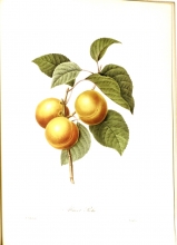 Redouté fruits and flowers 06/24